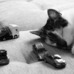 Gatos e Carros