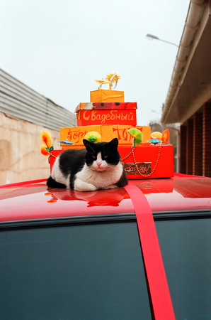 Cats and Cars