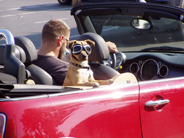 Dogs and Cars