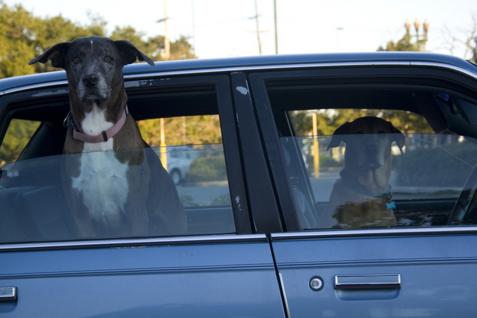 Dogs and Cars