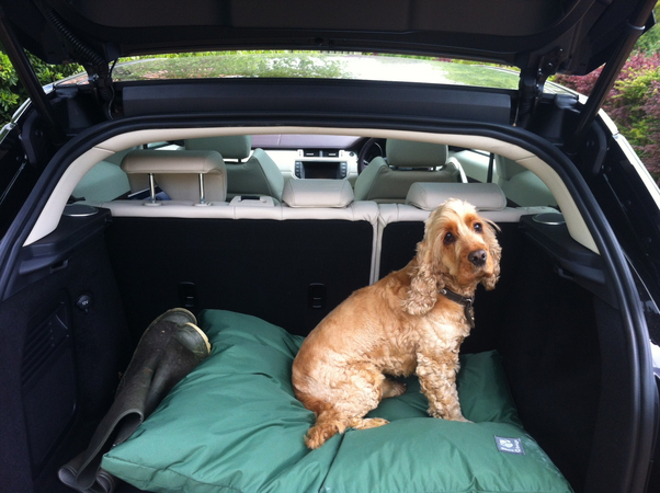 The dog fits in, a bit more luggage space would be still desireable.