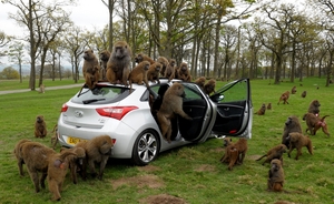 Hyundai simplesmente abriu as portas e deixou os babuínos fazerem o que quisessem