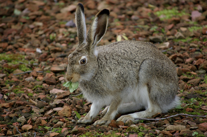 California - Jackrabbits