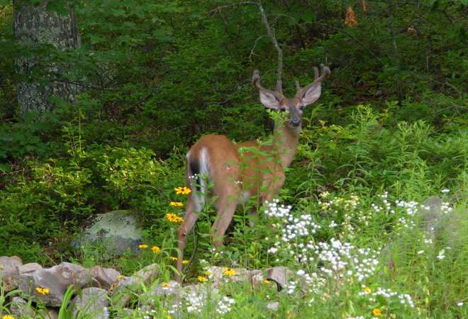 Connecticut - Deers