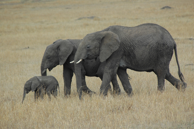 Florida - Elephants