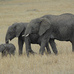 Florida - Elephants