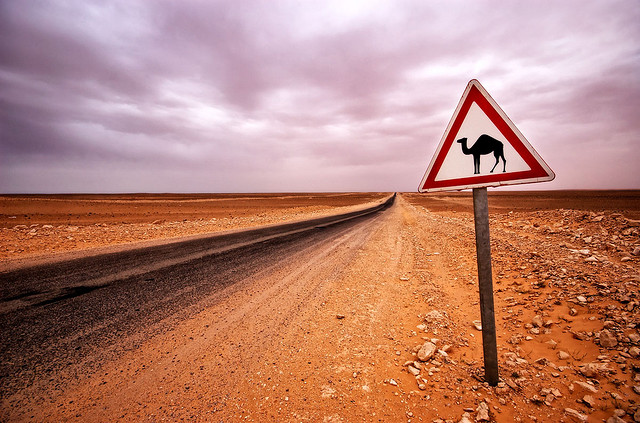 Nevada - Camels