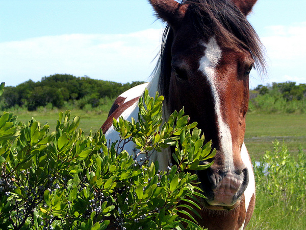 Pennsylvania - Horses