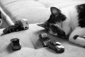 Cats and Cars