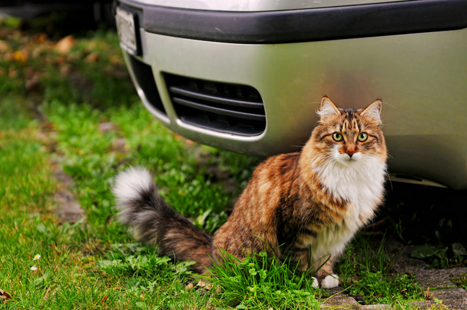 Cats and Cars