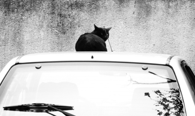 Cats and Cars