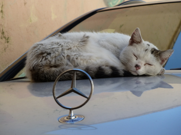 Cats and Cars