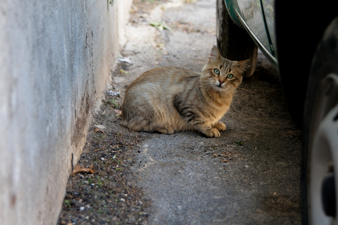 Cats and Cars