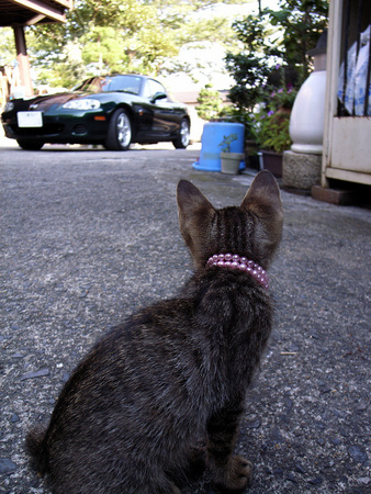 Cats and Cars