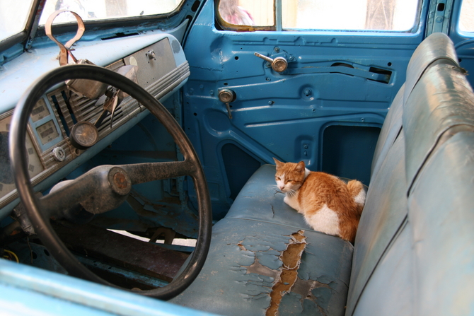 Cats and Cars