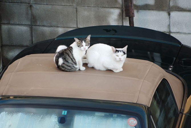 Cats and Cars