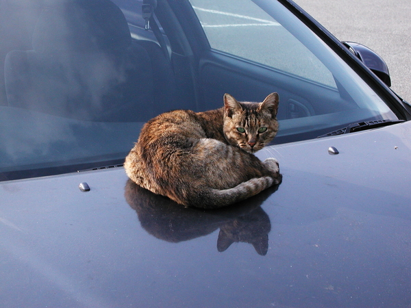 Cats and Cars